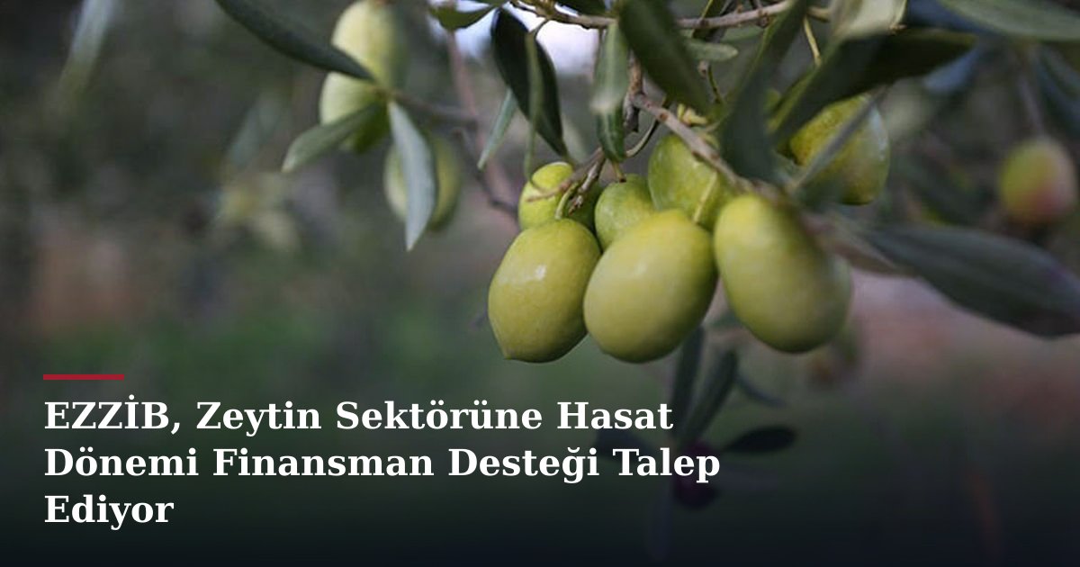 EZZİB, Zeytin Sektörüne Hasat Dönemi Finansman Desteği Talep Ediyor