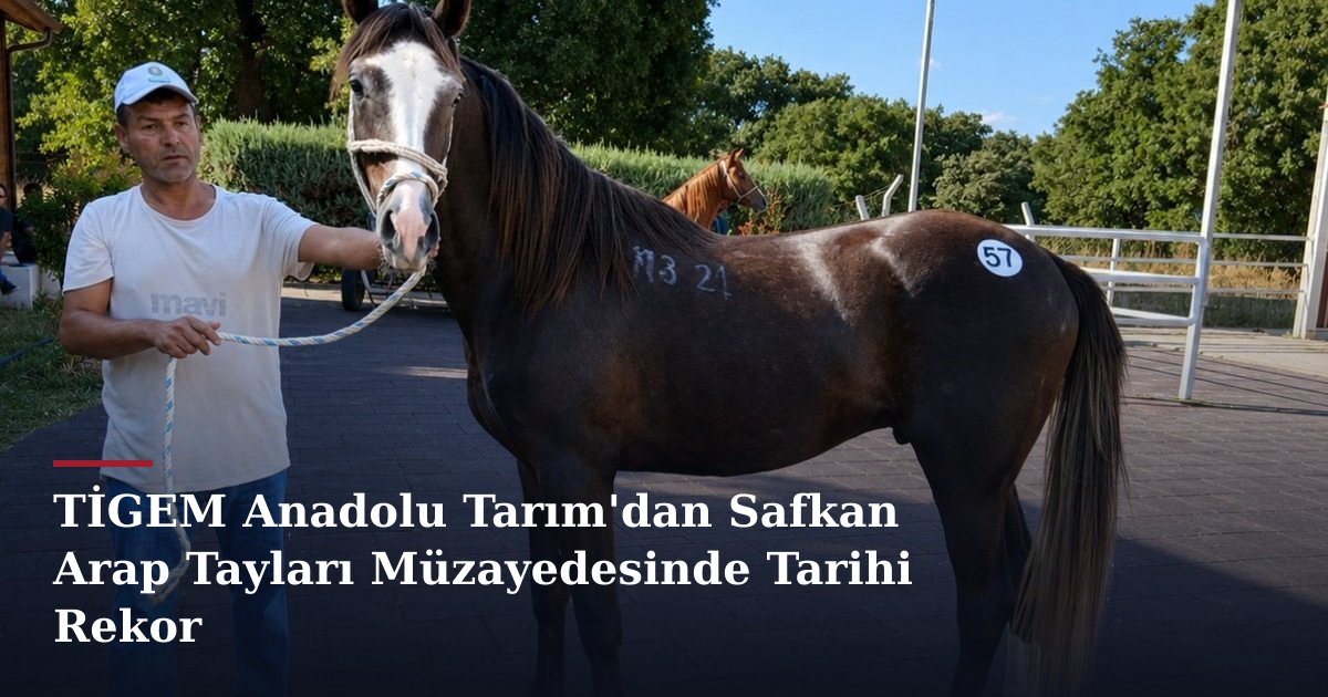TİGEM Anadolu Tarım'dan Safkan Arap Tayları Müzayedesinde Tarihi Rekor