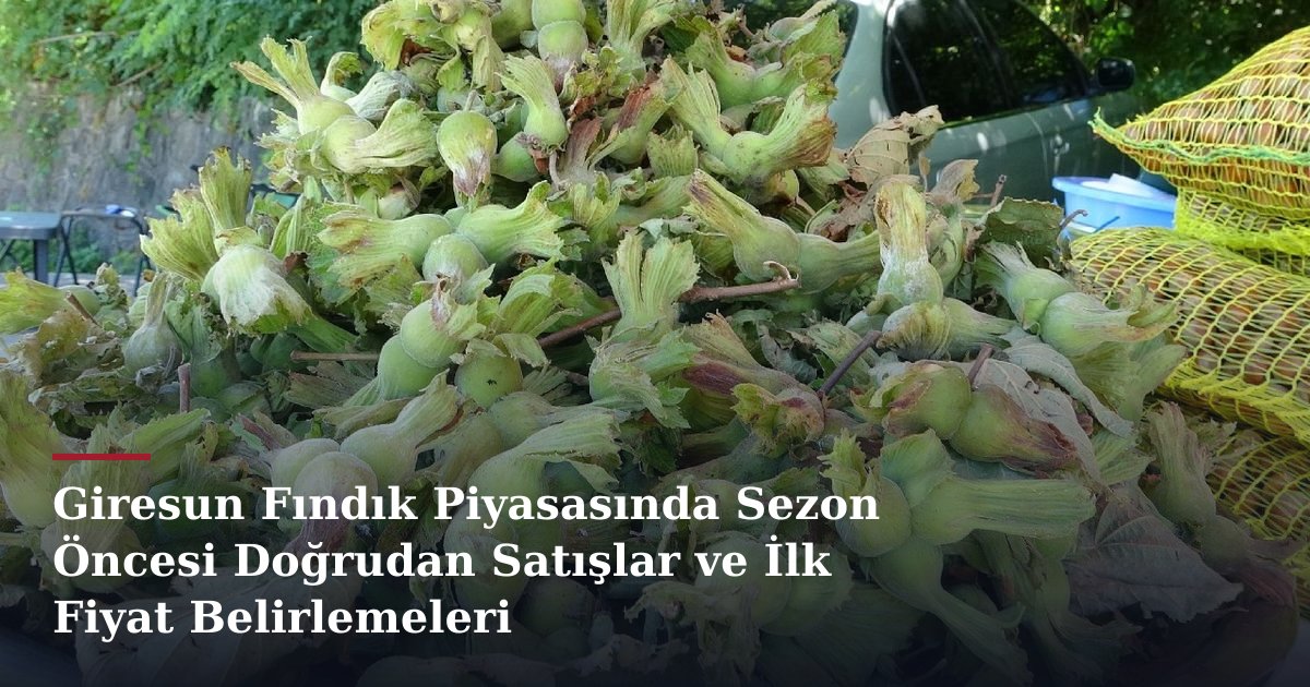 Giresun Fındık Piyasasında Sezon Öncesi Doğrudan Satışlar ve İlk Fiyat Belirlemeleri