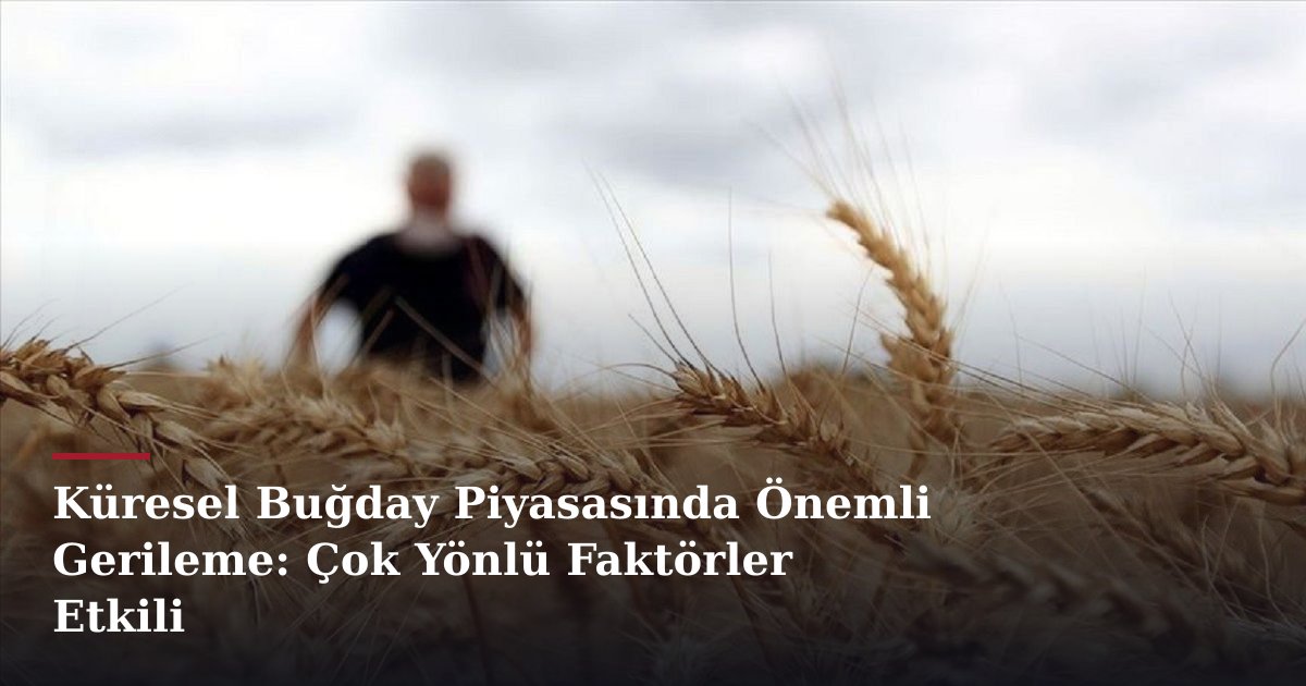 Küresel Buğday Piyasasında Önemli Gerileme: Çok Yönlü Faktörler Etkili