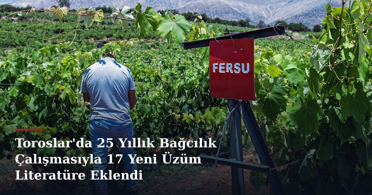 Toroslar'da 25 Yıllık Bağcılık Çalışmasıyla 17 Yeni Üzüm Literatüre Eklendi