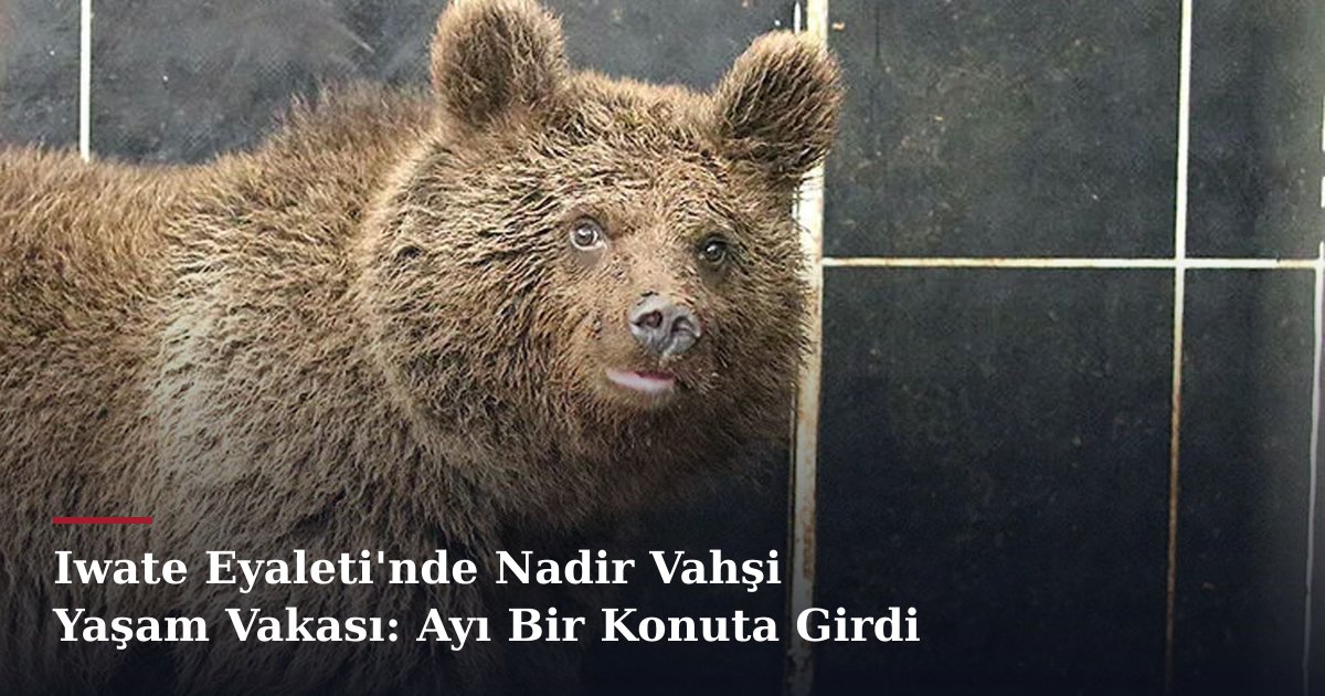 Iwate Eyaleti'nde Nadir Vahşi Yaşam Vakası: Ayı Bir Konuta Girdi