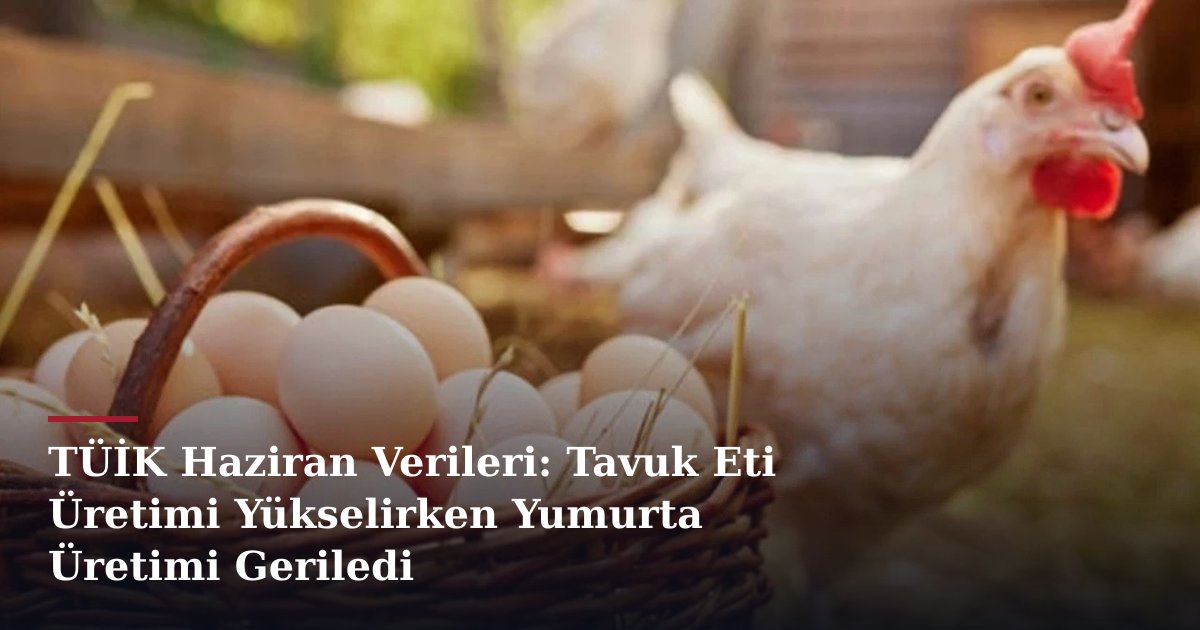TÜİK Haziran Verileri: Tavuk Eti Üretimi Yükselirken Yumurta Üretimi Geriledi