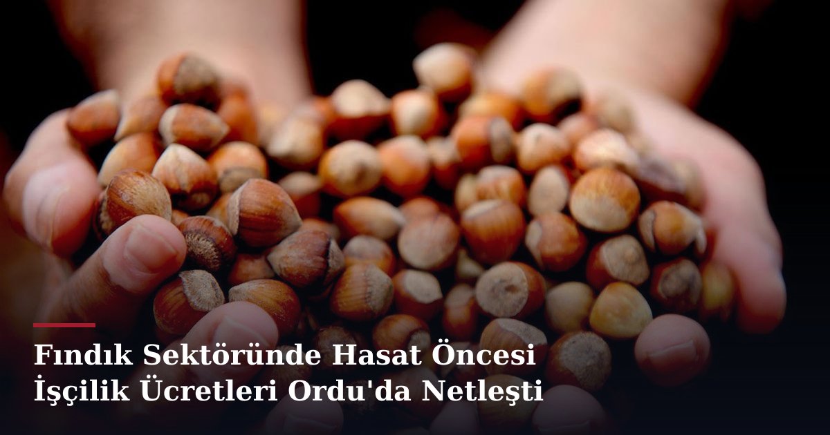 Fındık Sektöründe Hasat Öncesi İşçilik Ücretleri Ordu'da Netleşti