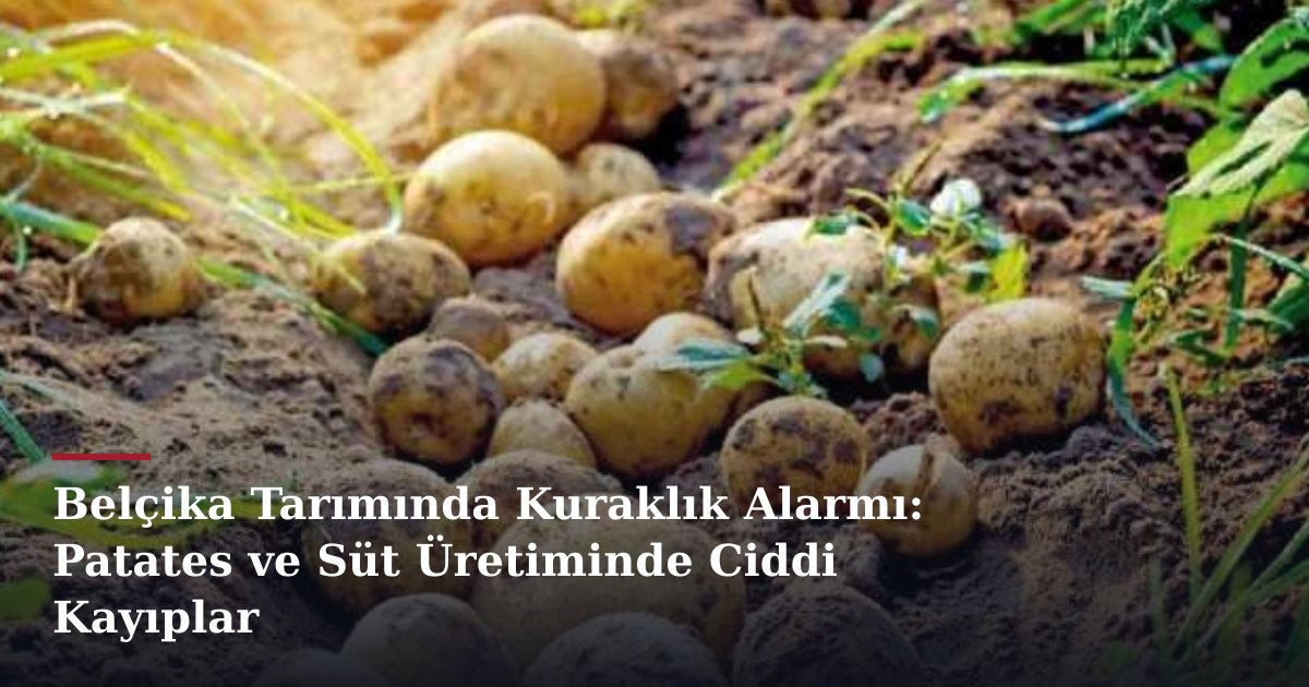 Belçika Tarımında Kuraklık Alarmı: Patates ve Süt Üretiminde Ciddi Kayıplar