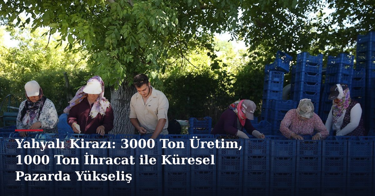 Yahyalı Kirazı: 3000 Ton Üretim, 1000 Ton İhracat ile Küresel Pazarda Yükseliş
