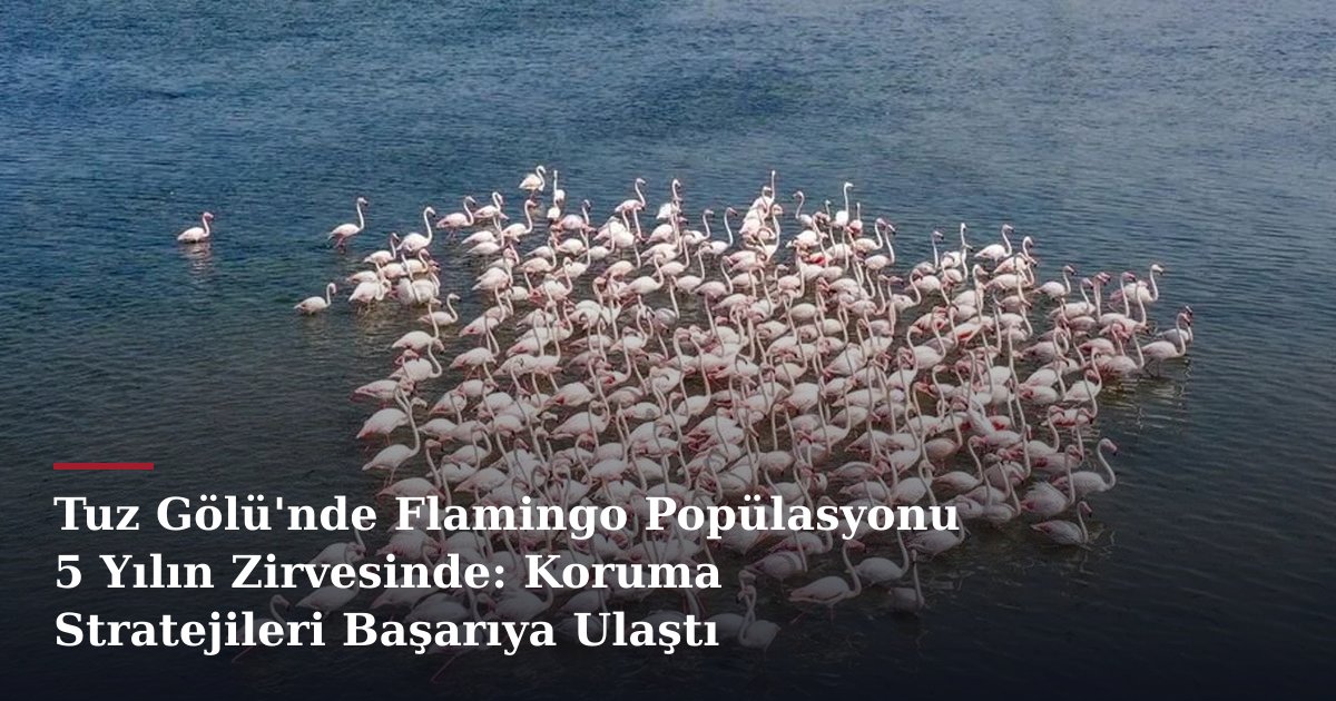 Tuz Gölü'nde Flamingo Popülasyonu 5 Yılın Zirvesinde: Koruma Stratejileri Başarıya Ulaştı