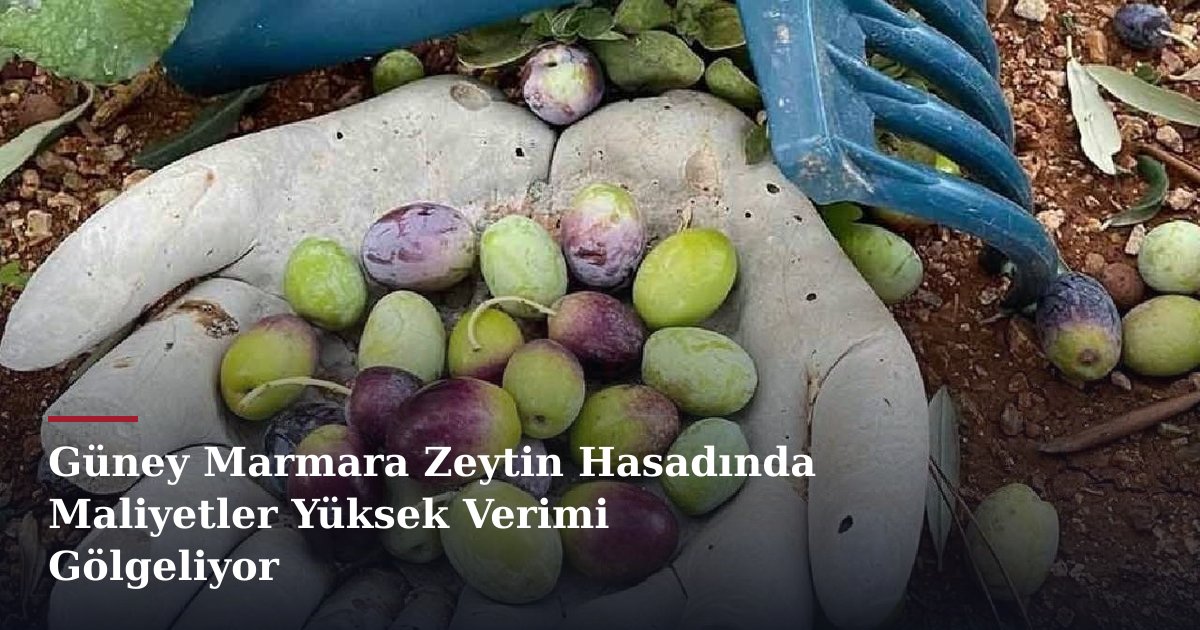 Güney Marmara Zeytin Hasadında Maliyetler Yüksek Verimi Gölgeliyor