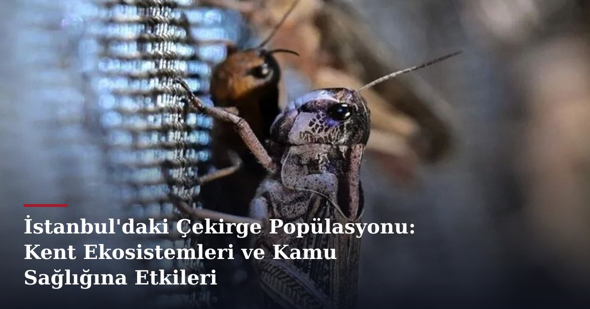İstanbul'daki Çekirge Popülasyonu: Kent Ekosistemleri ve Kamu Sağlığına Etkileri