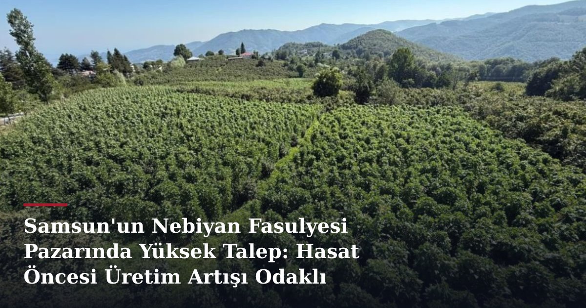 Samsun'un Nebiyan Fasulyesi Pazarında Yüksek Talep: Hasat Öncesi Üretim Artışı Odaklı Gelişmeler