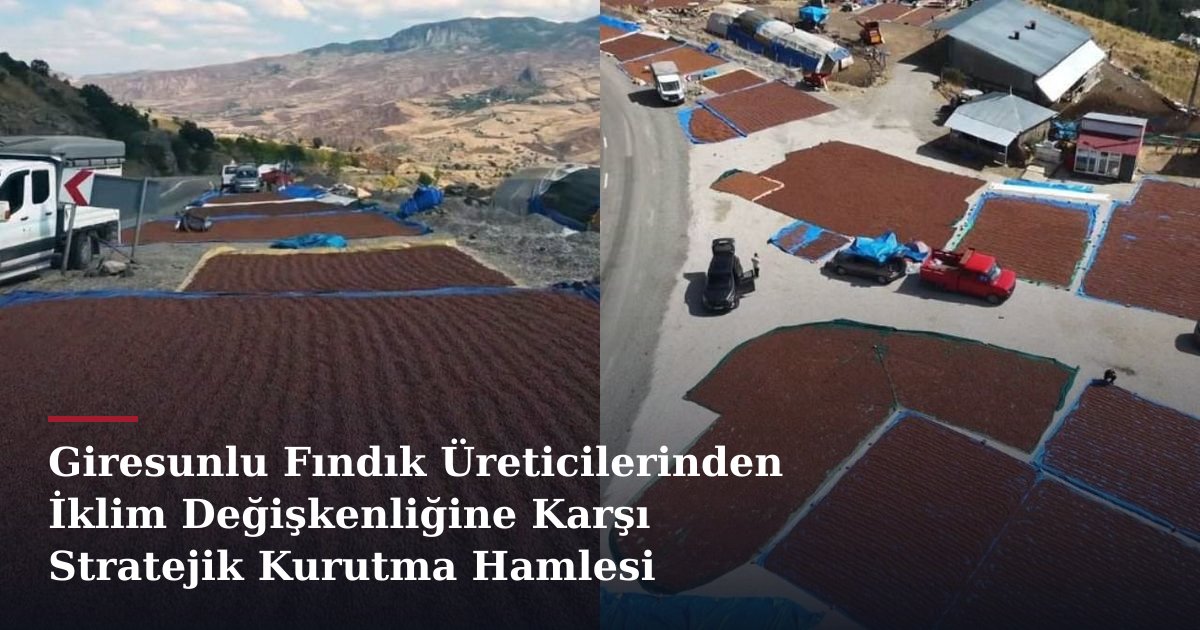 Giresunlu Fındık Üreticilerinden İklim Değişkenliğine Karşı Stratejik Kurutma Hamlesi
