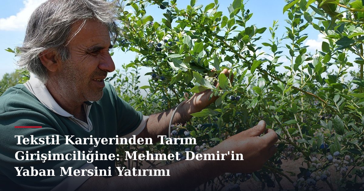 Tekstil Kariyerinden Tarım Girişimciliğine: Mehmet Demir'in Yaban Mersini Yatırımı