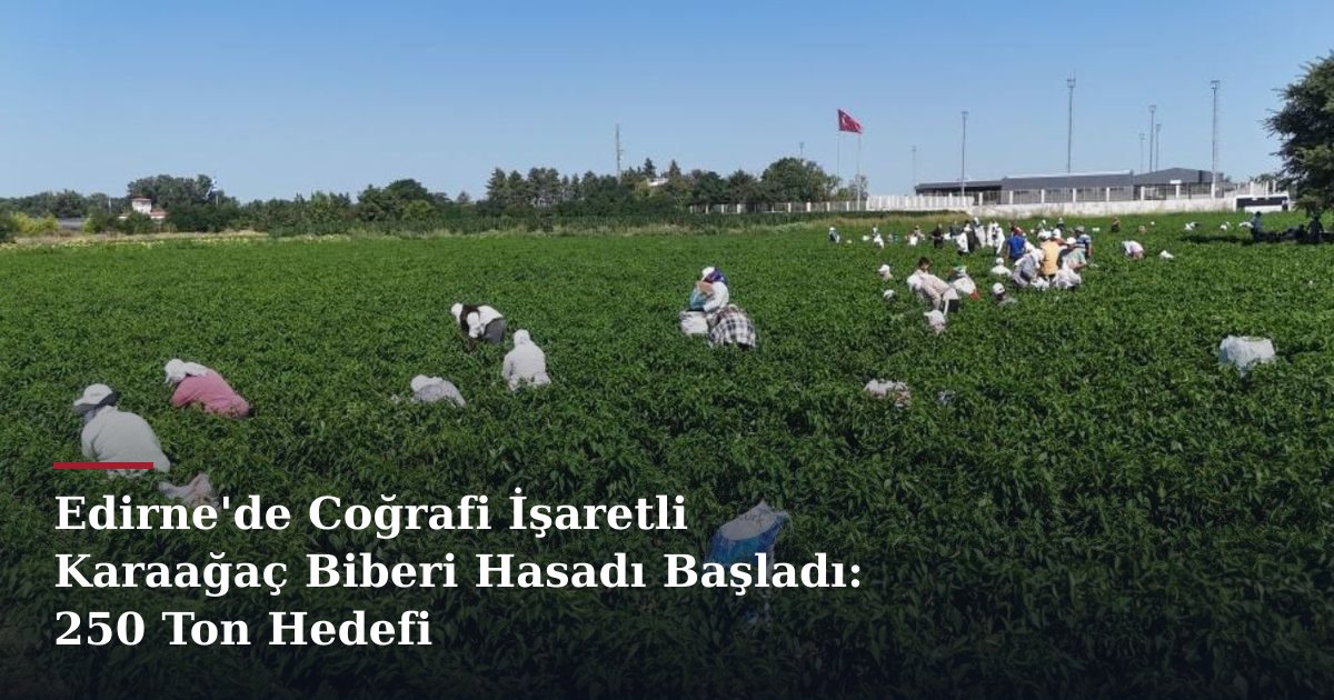 Edirne'de Coğrafi İşaretli Karaağaç Biberi Hasadı Başladı: 250 Ton Hedefi