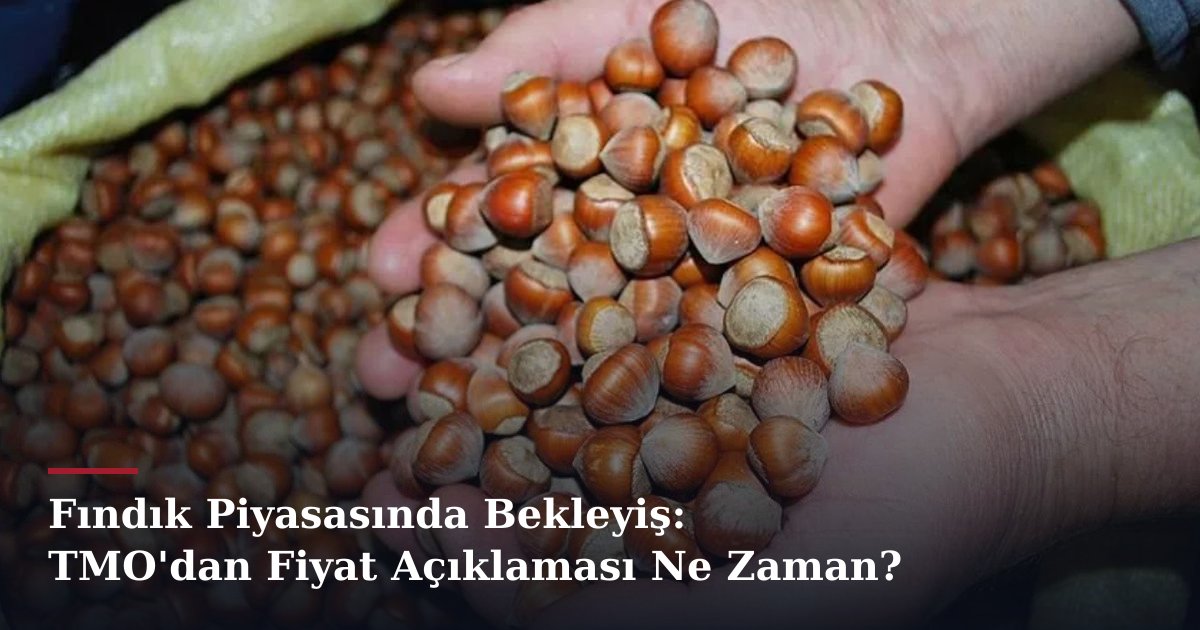 Fındık Piyasasında Bekleyiş: TMO'dan Fiyat Açıklaması Ne Zaman?