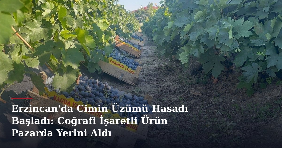 Erzincan'da Cimin Üzümü Hasadı Başladı: Coğrafi İşaretli Ürün Pazarda Yerini Aldı