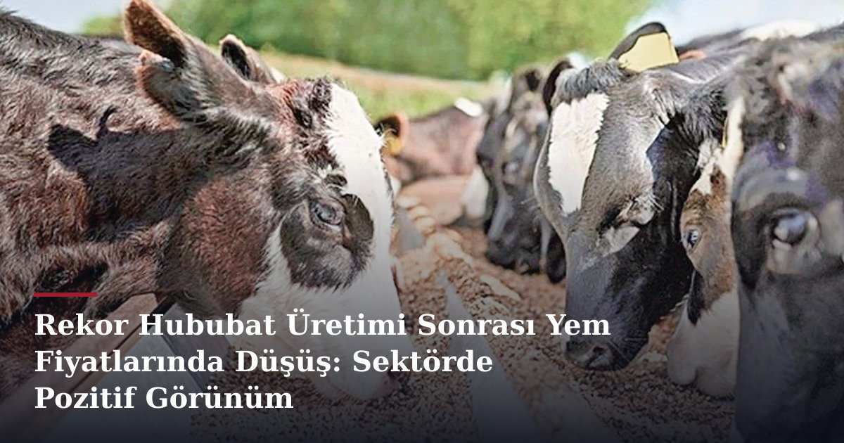 Rekor Hububat Üretimi Sonrası Yem Fiyatlarında Düşüş: Sektörde Pozitif Görünüm