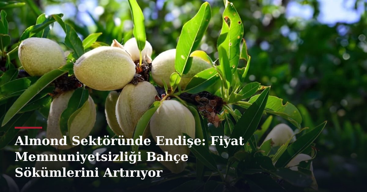 Almond Sektöründe Endişe: Fiyat Memnuniyetsizliği Bahçe Sökümlerini Artırıyor
