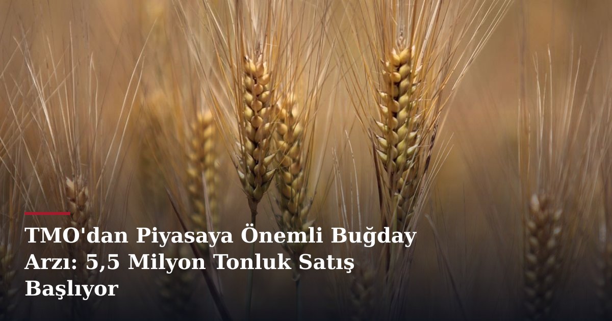 TMO'dan Piyasaya Önemli Buğday Arzı: 5,5 Milyon Tonluk Satış Başlıyor