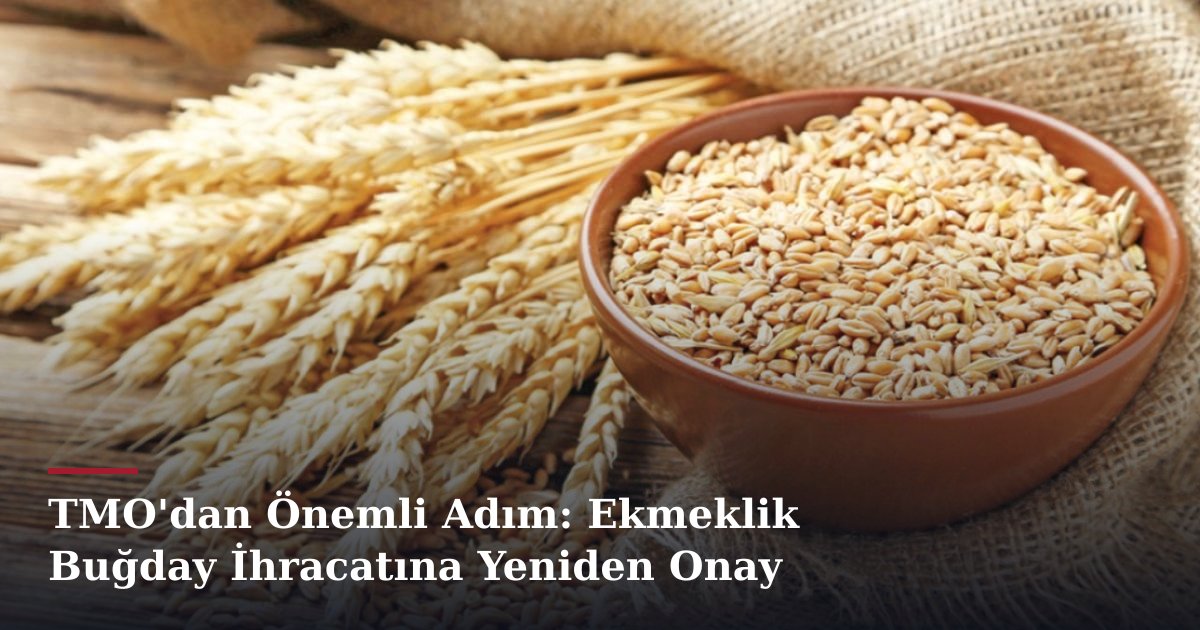 TMO'dan Önemli Adım: Ekmeklik Buğday İhracatına Yeniden Onay