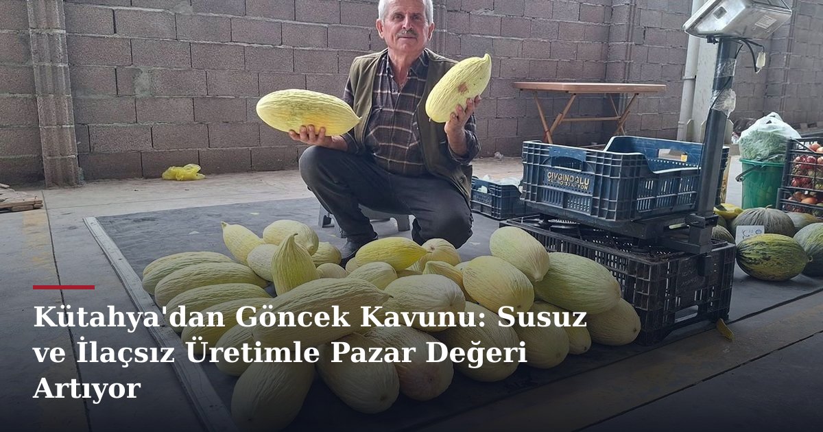 Kütahya'dan Göncek Kavunu: Susuz ve İlaçsız Üretimle Pazar Değeri Artıyor