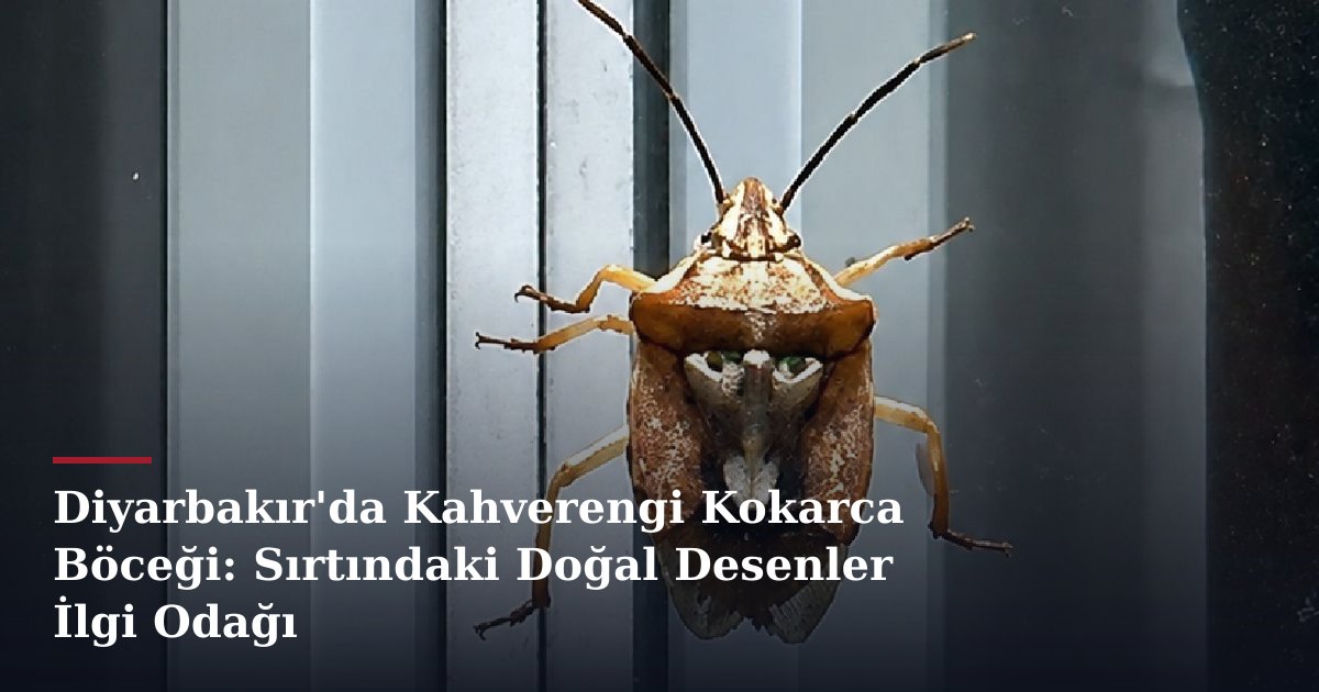 Diyarbakır'da Kahverengi Kokarca Böceği: Sırtındaki Doğal Desenler İlgi Odağı