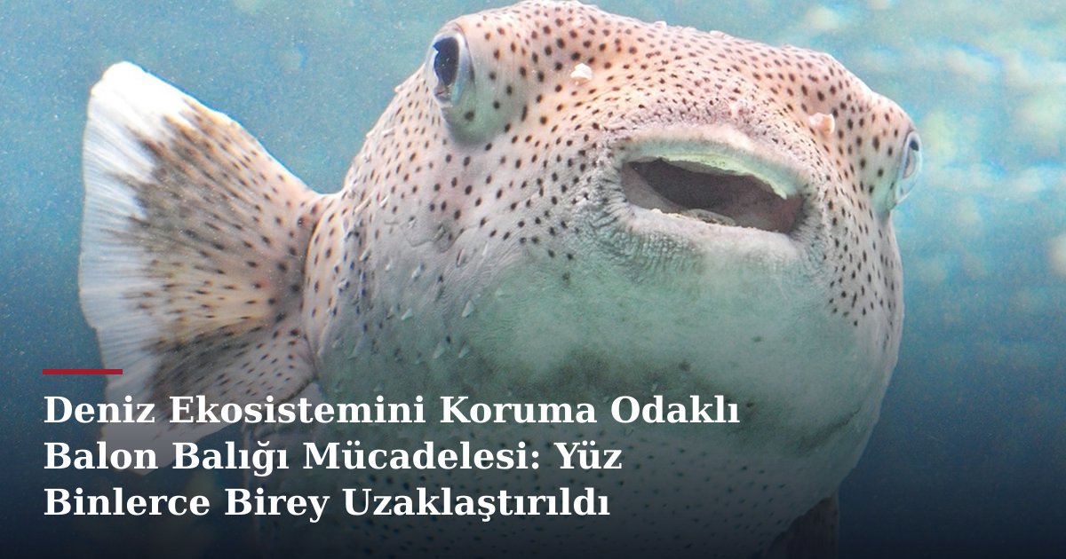 Deniz Ekosistemini Koruma Odaklı Balon Balığı Mücadelesi: Yüz Binlerce Birey Uzaklaştırıldı