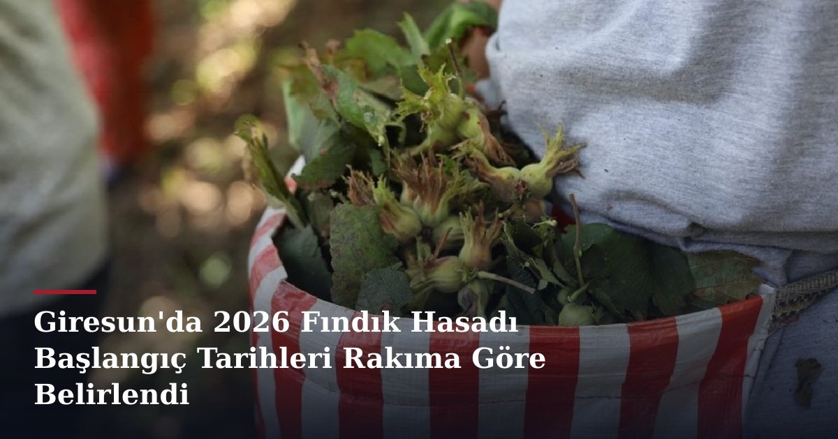 Giresun'da 2026 Fındık Hasadı Başlangıç Tarihleri Rakıma Göre Belirlendi
