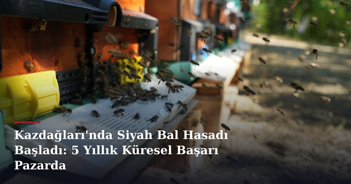 Kazdağları'nda Siyah Bal Hasadı Başladı: 5 Yıllık Küresel Başarı Pazarda