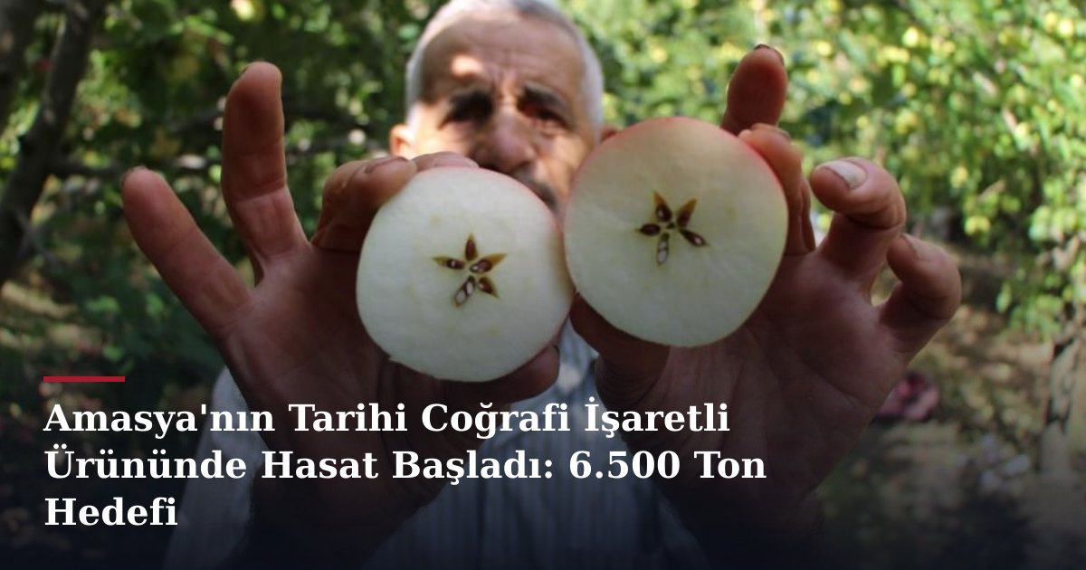Amasya'nın Tarihi Coğrafi İşaretli Ürününde Hasat Başladı: 6.500 Ton Hedefi