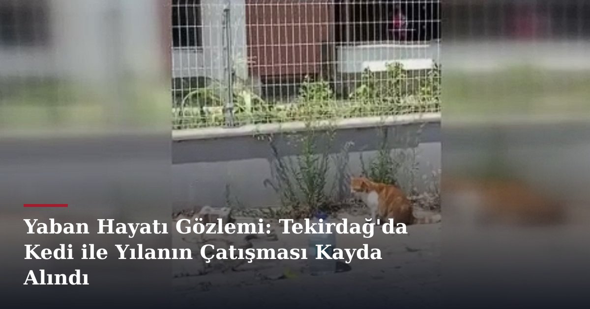 Yaban Hayatı Gözlemi: Tekirdağ'da Kedi ile Yılanın Çatışması Kayda Alındı
