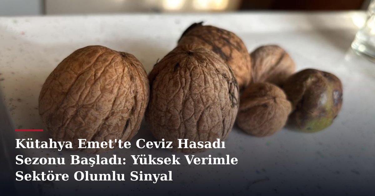 Kütahya Emet'te Ceviz Hasadı Sezonu Başladı: Yüksek Verimle Sektöre Olumlu Sinyal