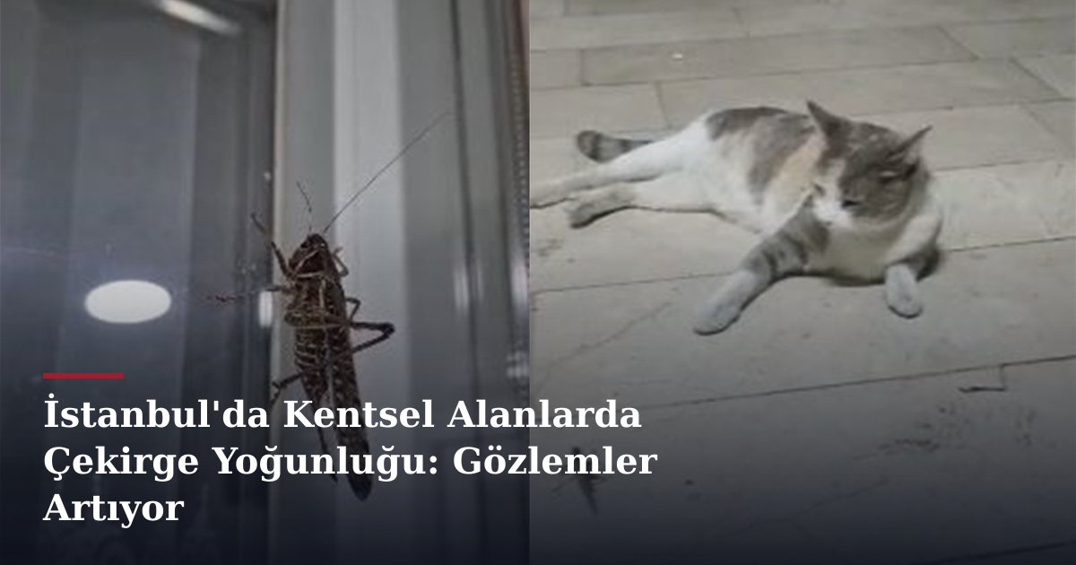 İstanbul'da Kentsel Alanlarda Çekirge Yoğunluğu: Gözlemler Artıyor