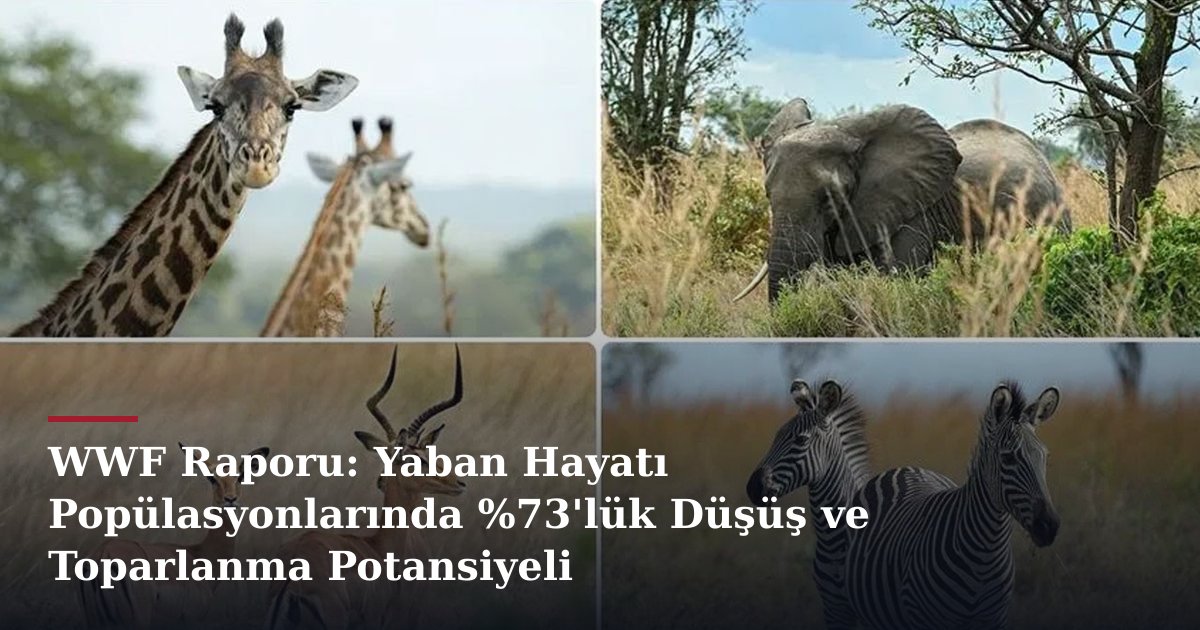 WWF Raporu: Yaban Hayatı Popülasyonlarında %73'lük Düşüş ve Toparlanma Potansiyeli