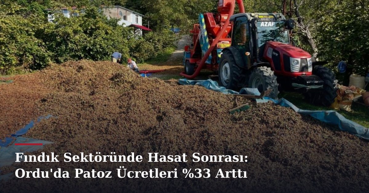 Fındık Sektöründe Hasat Sonrası: Ordu'da Patoz Ücretleri %33 Arttı