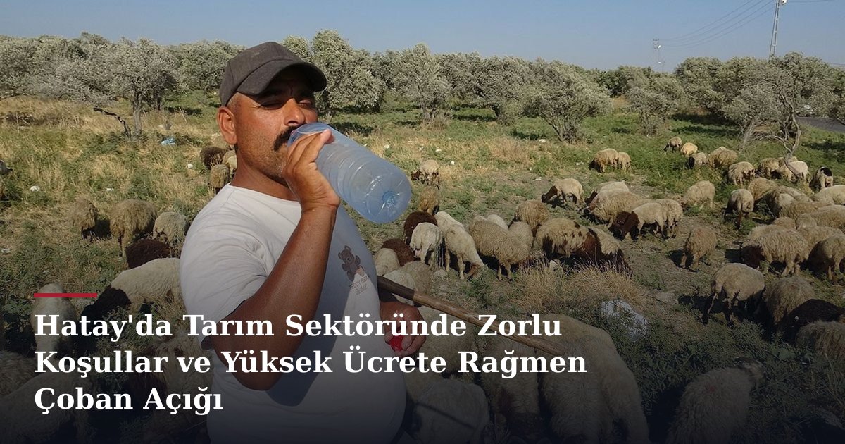 Hatay'da Tarım Sektöründe Zorlu Koşullar ve Yüksek Ücrete Rağmen Çoban Açığı