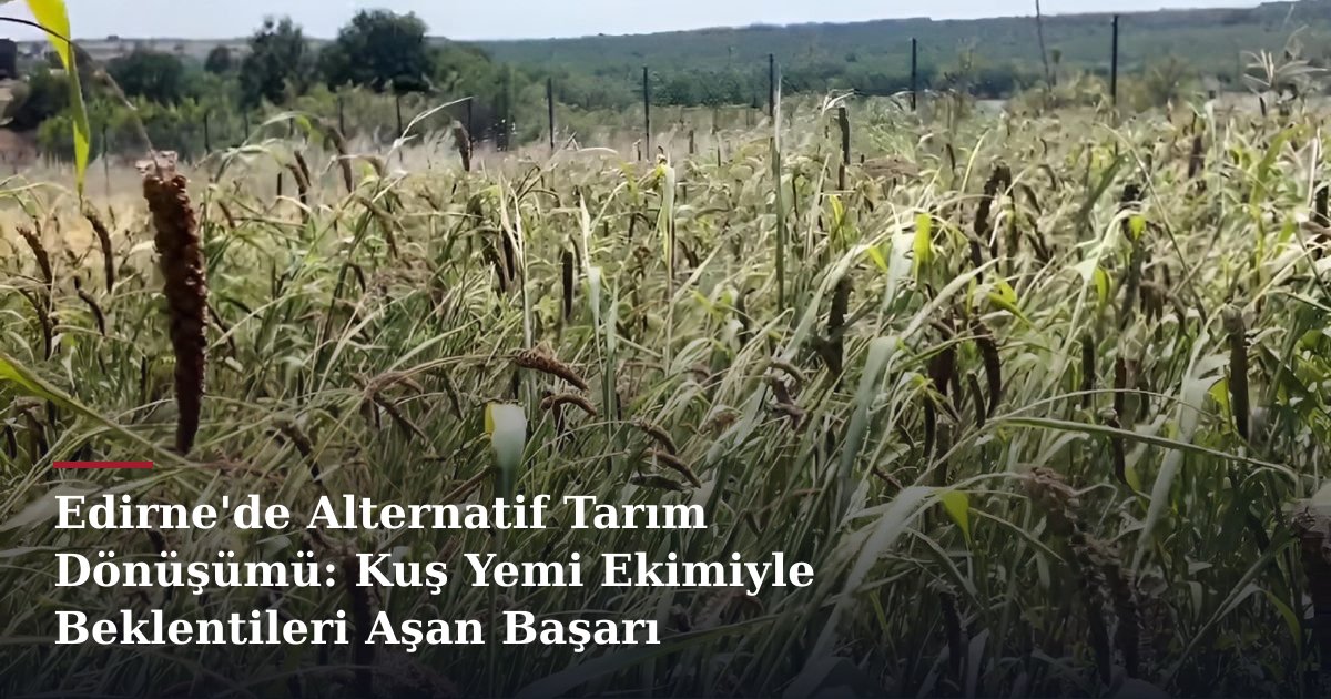 Edirne'de Alternatif Tarım Dönüşümü: Kuş Yemi Ekimiyle Beklentileri Aşan Başarı