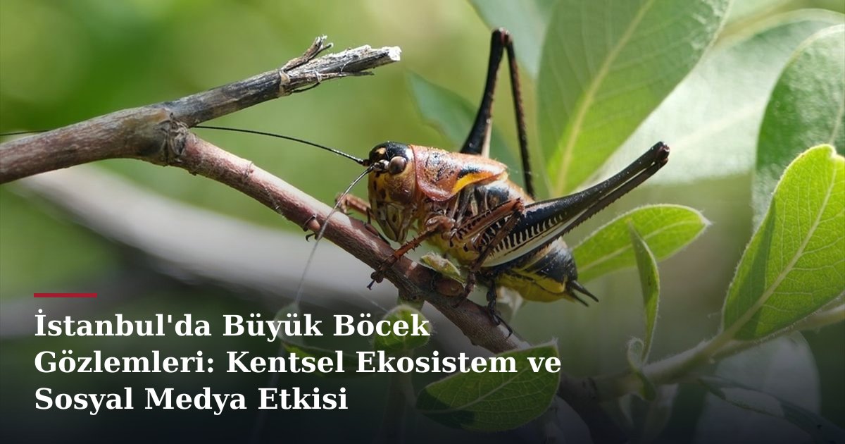 İstanbul'da Büyük Böcek Gözlemleri: Kentsel Ekosistem ve Sosyal Medya Etkisi