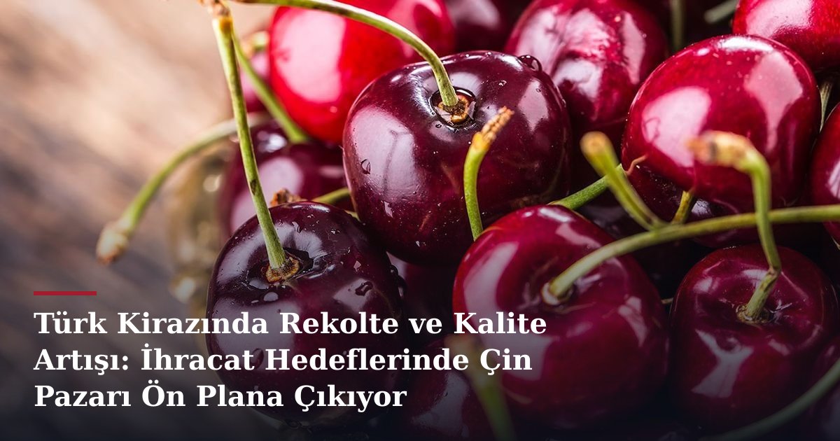 Türk Kirazında Rekolte ve Kalite Artışı: İhracat Hedeflerinde Çin Pazarı Ön Plana Çıkıyor
