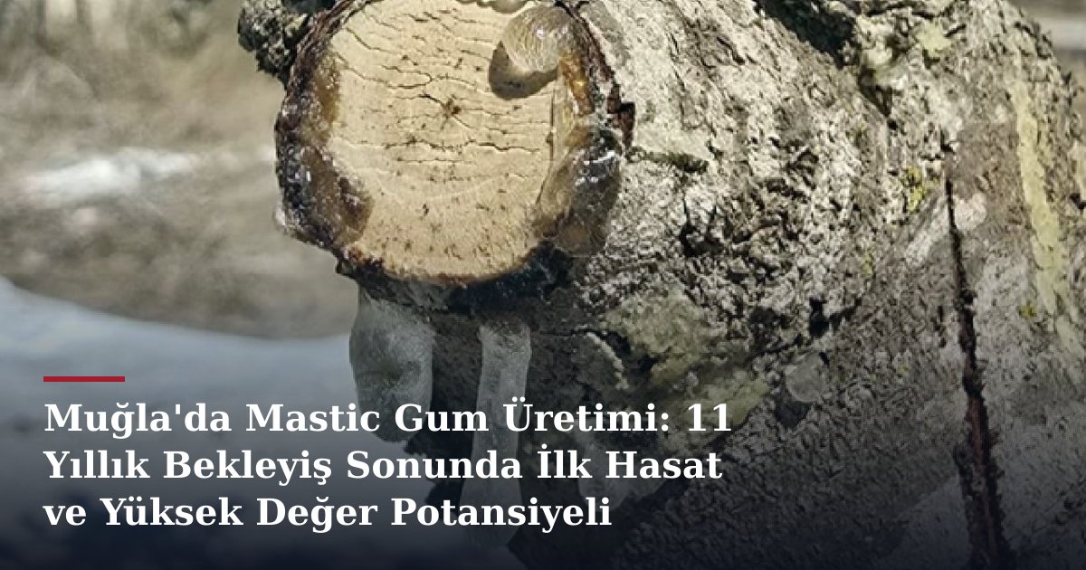 Muğla'da Mastic Gum Üretimi: 11 Yıllık Bekleyiş Sonunda İlk Hasat ve Yüksek Değer Potansiyeli