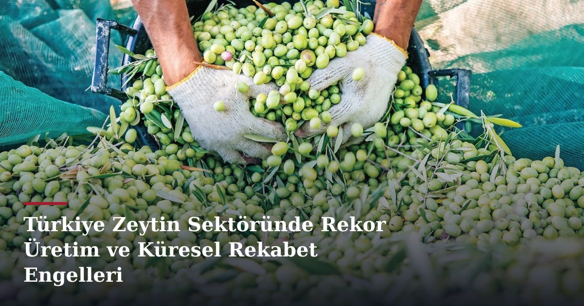 Türkiye Zeytin Sektöründe Rekor Üretim ve Küresel Rekabet Engelleri