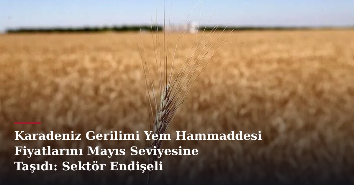 Karadeniz Gerilimi Yem Hammaddesi Fiyatlarını Mayıs Seviyesine Taşıdı: Sektör Endişeli