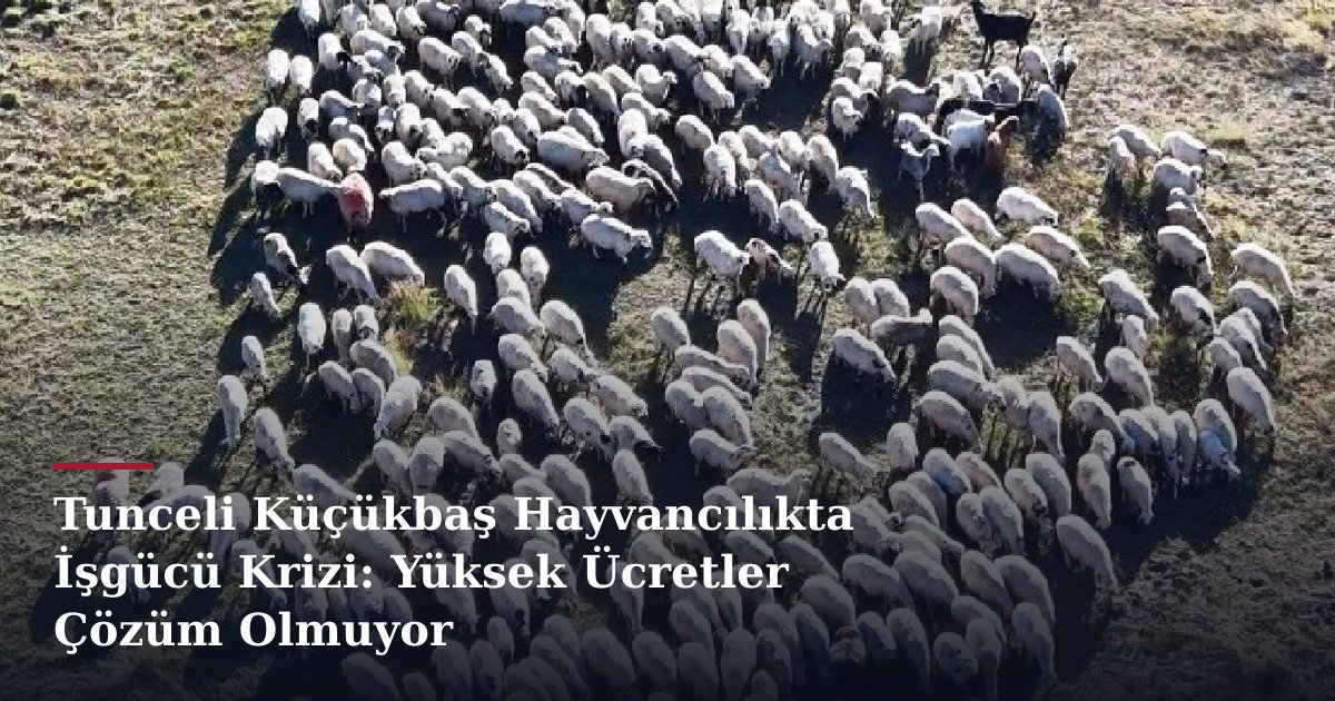 Tunceli Küçükbaş Hayvancılıkta İşgücü Krizi: Yüksek Ücretler Çözüm Olmuyor
