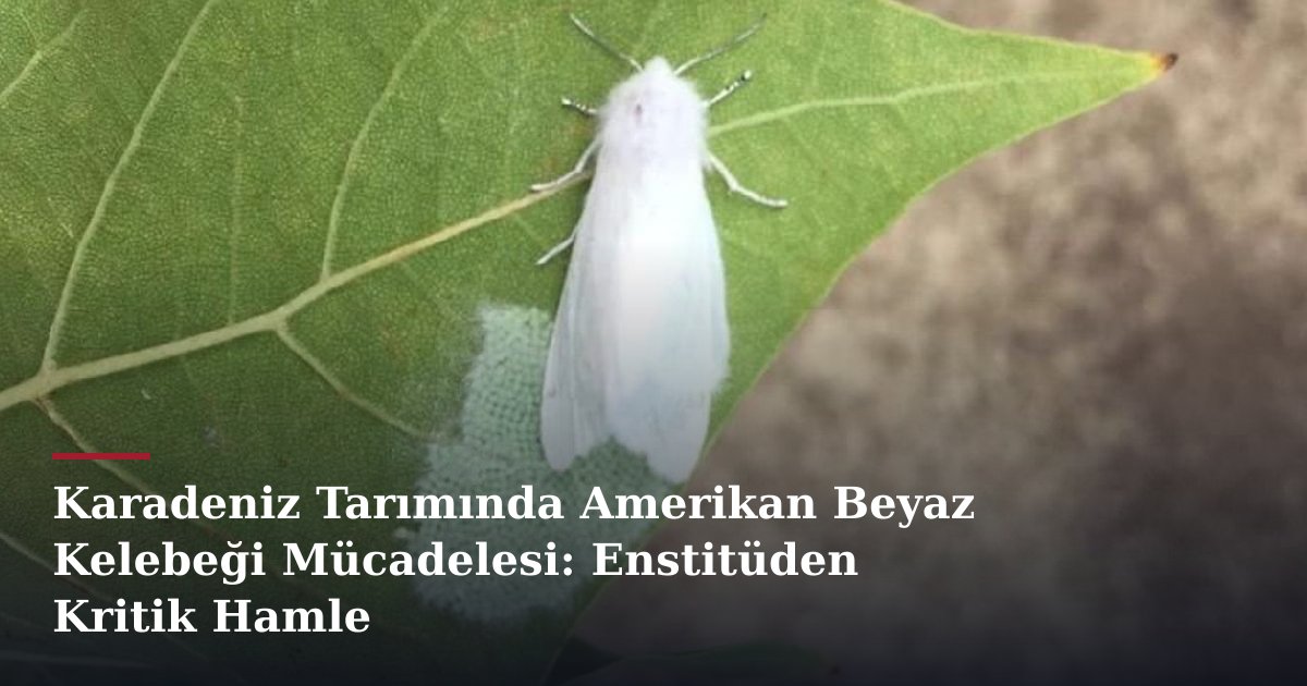 Karadeniz Tarımında Amerikan Beyaz Kelebeği Mücadelesi: Enstitüden Kritik Hamle