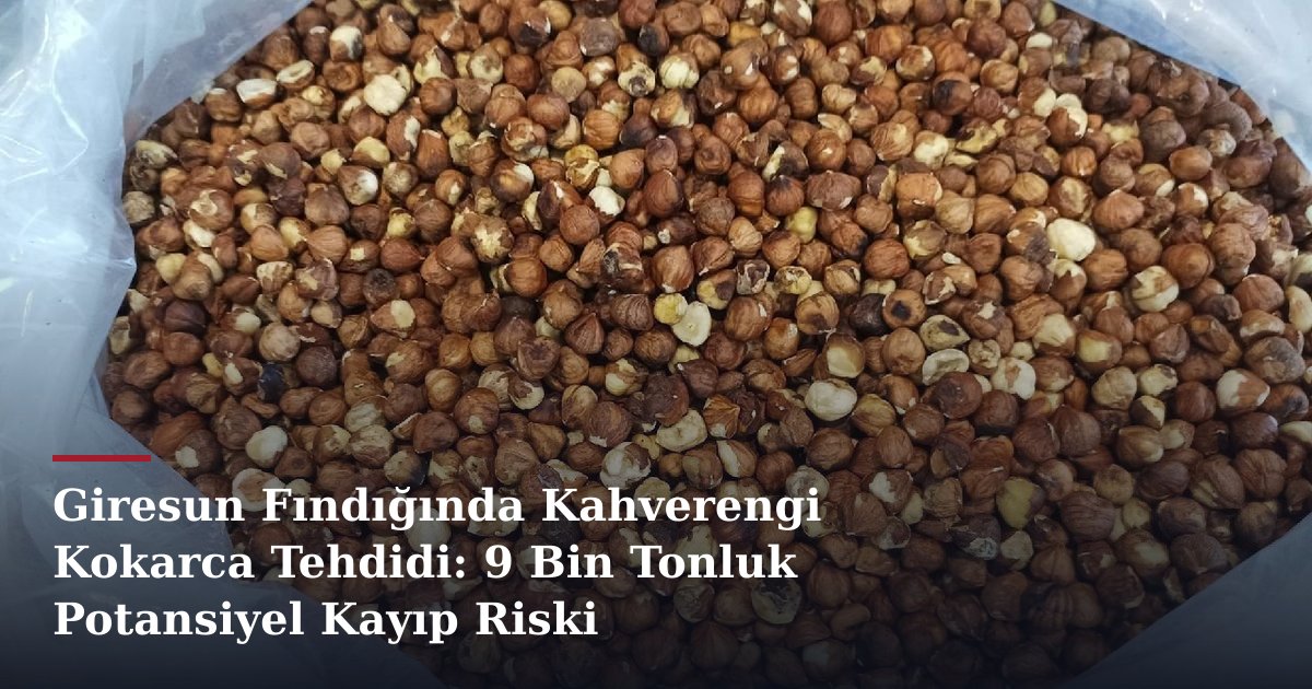 Giresun Fındığında Kahverengi Kokarca Tehdidi: 9 Bin Tonluk Potansiyel Kayıp Riski